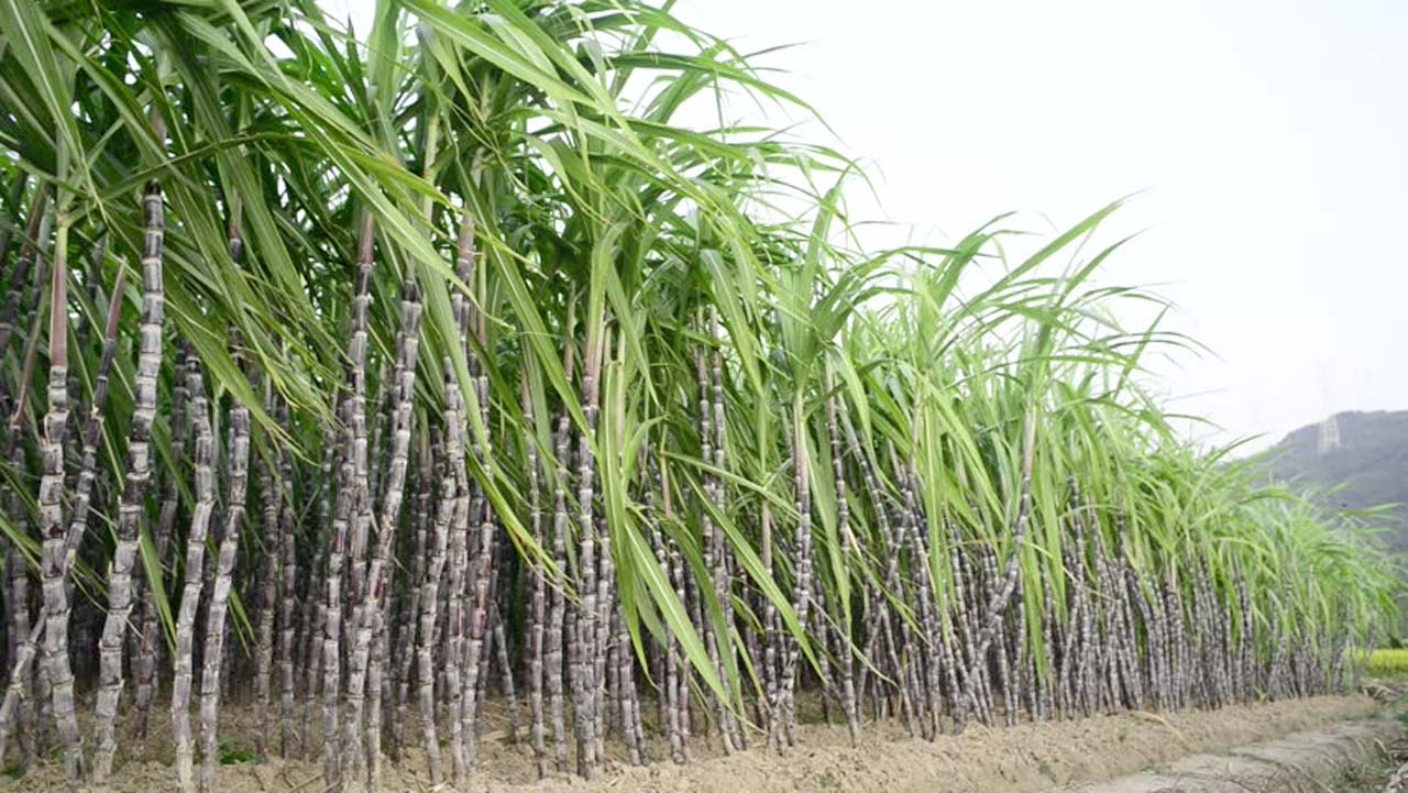Sugar Cane Commercial Farming